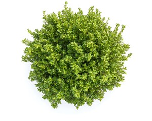 Obraz premium Aerial shot of a green bush with fine details and rich textures, isolated on a clean white background.