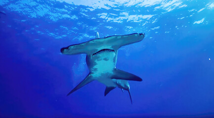 great hammerhead shark - Sphyrna mokarran - is found in tropical and warm temperate waters worldwide. Swimming in blue water hammer cephalofoil which is wide with an almost straight front margin