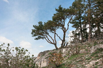 A lonely tree on the top of a mountain.  View of the Lago Naki plateau from the mountain peaks of...