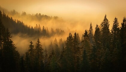 Obraz premium Haunting View of a Misty Forest: Eerie and Mysterious Atmosphere