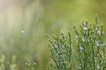 cypress branches with raindrops in rainy days, green background