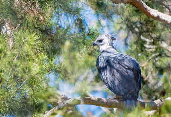 Hawk-eagle on a branch