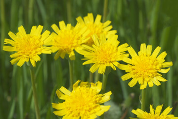 A clearing of bright yellow flowers in a green meadow
