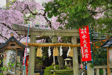 京都　水火天満宮　美しい枝垂れ桜（しだれ桜）（日本京都府京都市）Beautiful weeping cherry blossoms at Suika Tenmangu Shrine （Suikatenmangu Shrine ）in Kyoto (Kyoto City, Kyoto Prefecture, Japan)