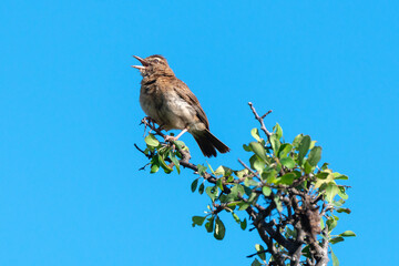 Alouette &agrave; nuque rousse,.Mirafra africana, Rufous naped Lark