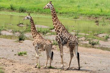 Girafe du Cap, Girafe d'Afrique du Sud, Giraffa camelopardalis giraffa, giraffa giraffa giraffa, Parc national Kruger, Afrique du Sud