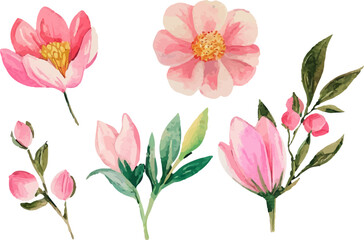 pink and white tulips