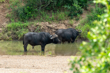 Buffle d'Afrique, Syncerus caffer, Parc national Kruger, Afrique du Sud