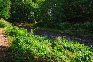 A shallow stream with clear water, revealing the riverbed below