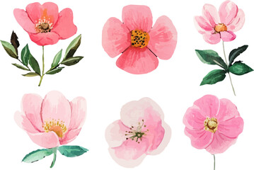 watercolor set of pink flowers