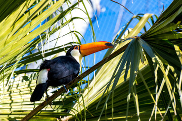 toucan in the jungle © Jacob