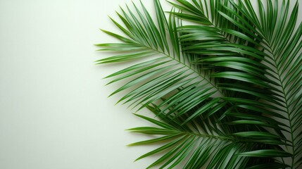 Obraz premium Lush green palm fronds on white background. (1)