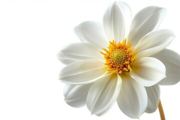 Obraz premium Colorful wildflowers from white background