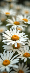 Obraz premium Close-up of daisies with vibrant centers and soft petals in a beautiful floral arrangement