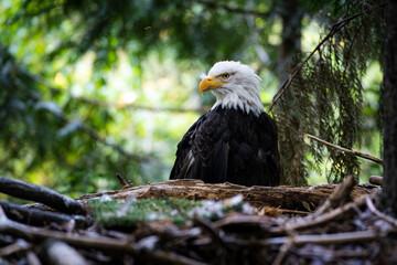 american bald eagle