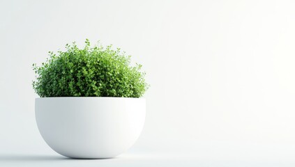 Green Plant in a Modern White Pot Against a White Background