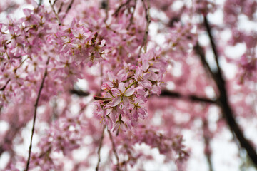 京都　水火天満宮　美しい枝垂れ桜（しだれ桜）コピースペースあり（日本京都府京都市）Beautiful weeping cherry blossoms at Suika Tenmangu Shrine （Suikatenmangu Shrine ）in Kyoto with copy space (Kyoto City, Kyoto Prefecture, Japan)