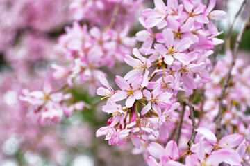 京都　水火天満宮　美しい枝垂れ桜（しだれ桜）コピースペースあり（日本京都府京都市）Beautiful weeping cherry blossoms at Suika Tenmangu Shrine （Suikatenmangu Shrine ）in Kyoto with copy space (Kyoto City, Kyoto Prefecture, Japan)