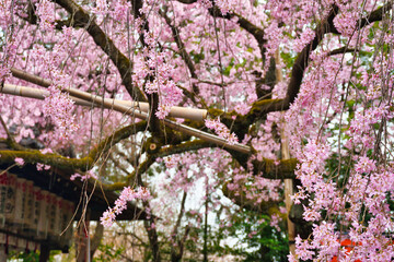 京都　水火天満宮　美しい枝垂れ桜（しだれ桜）コピースペースあり（日本京都府京都市）Beautiful weeping cherry blossoms at Suika Tenmangu Shrine （Suikatenmangu Shrine ）in Kyoto with copy space (Kyoto City, Kyoto Prefecture, Japan)