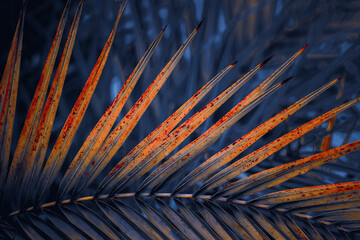 blue and yellow palm tree leaves in springtime, abstract background, tropical climate