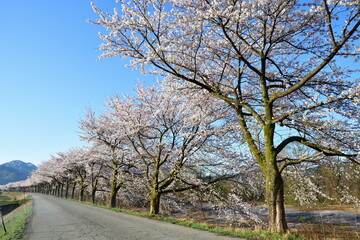 胎内市夏井の桜並木（新潟県）