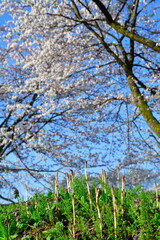 胎内市夏井の桜並木（新潟県）