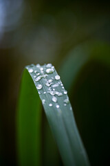 Glowing raindrops on lemongrass leaf n morning of rainy day, Northern Thailand. Natural light.