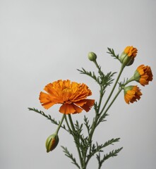 A single marigold flower with orange petals and green stem on white.