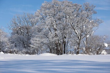 宮島沼のほとりの冬景色　美唄市