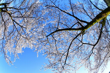 胎内市夏井の桜並木（新潟県）