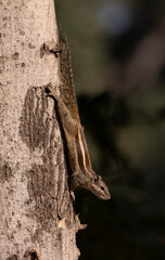 Ground squirrel in India
