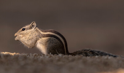 Ground squirrel in India