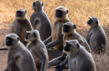 Obraz premium Langur monkeys