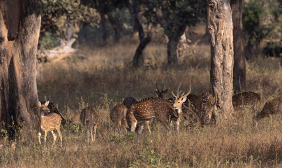 deer in the woods