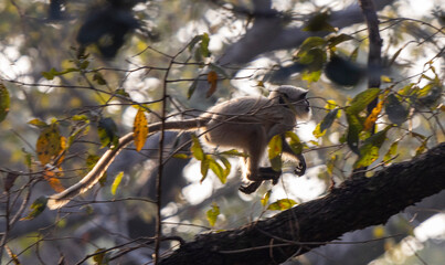 Langur monkey jumping