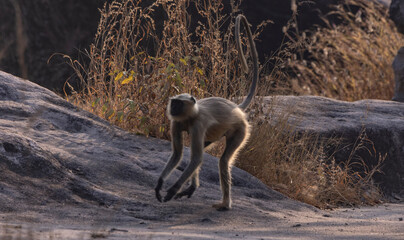 Langur monkey running