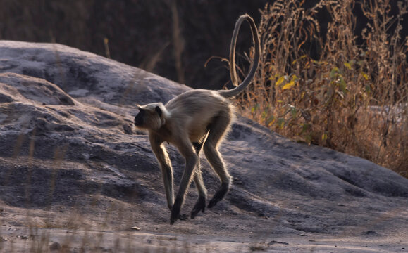 Langur monkey running - Powered by Adobe