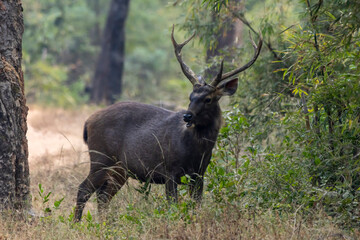 Sambar deer