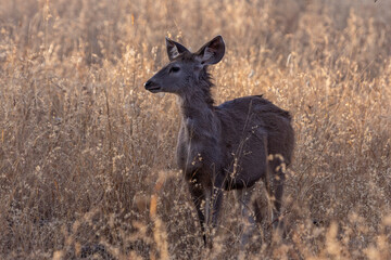 Sambar deer