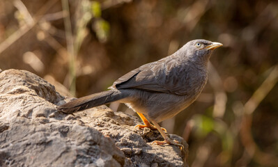 Indian babbler