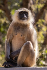 Langur monkeys