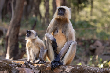 Langur monkeys