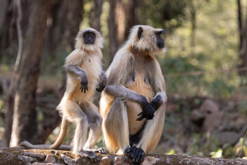 Langur monkeys