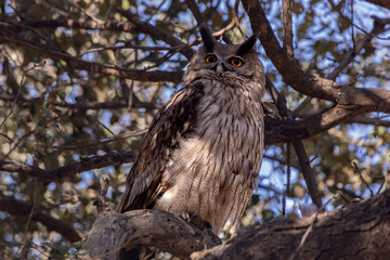 Brown fish owl