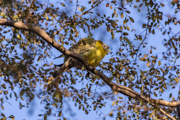 Green piegon