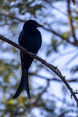 Drongo