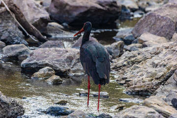 Black stork