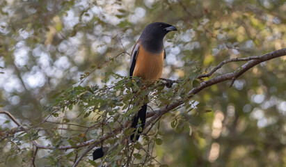 Rufous magpie