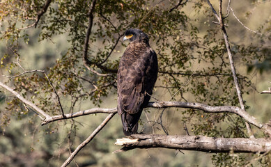 bird of prey