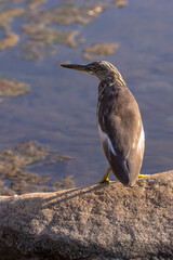 heron in India